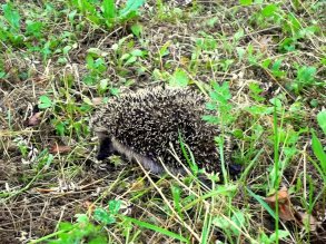 A little hedgehog which I found during the spring, last year.